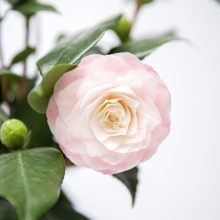 simply zen smooth&care leave in oil - 100 ml