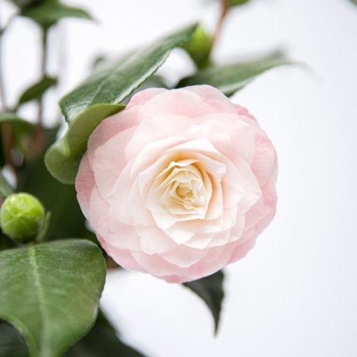 simply zen smooth&care leave in oil - 100 ml