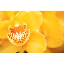 milk_shake® integrity nourishing sampon 2 db + AJÁNDÉK integrity nourishing kondicionáló 2 db 